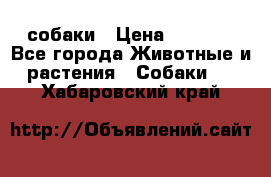 собаки › Цена ­ 2 500 - Все города Животные и растения » Собаки   . Хабаровский край